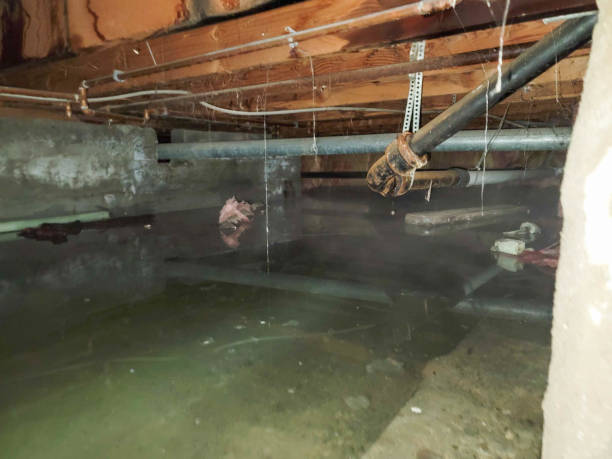 Best Ceiling water damage repair  in Spring Grove, MN