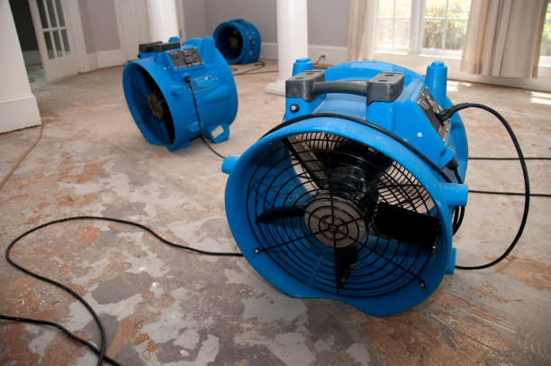 Best Basement water damage restoration  in Spring Grove, MN